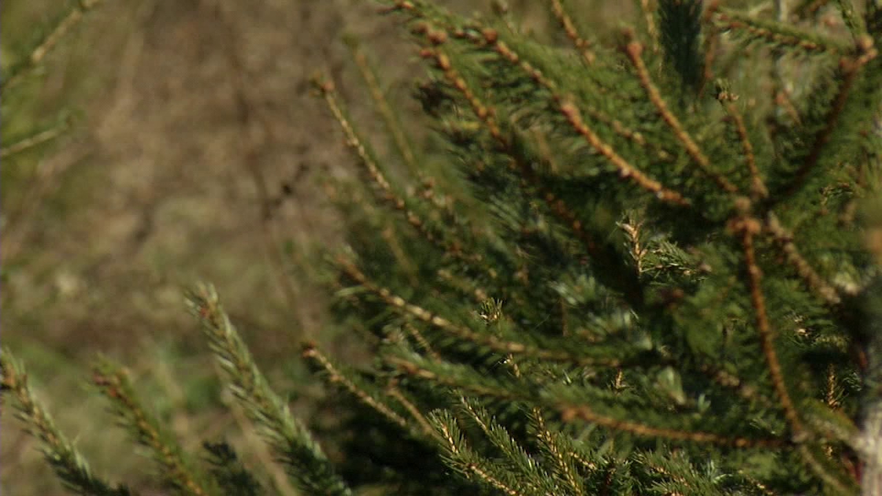 Changes through the years impacting Christmas tree growth 47abc