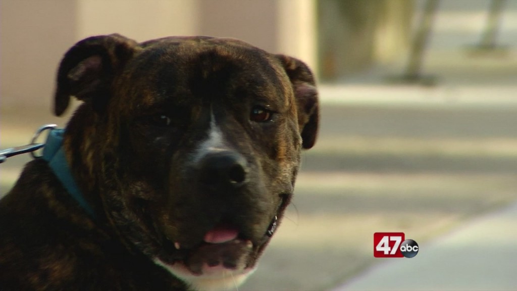 Pets On The Plaza: Meet Lincoln