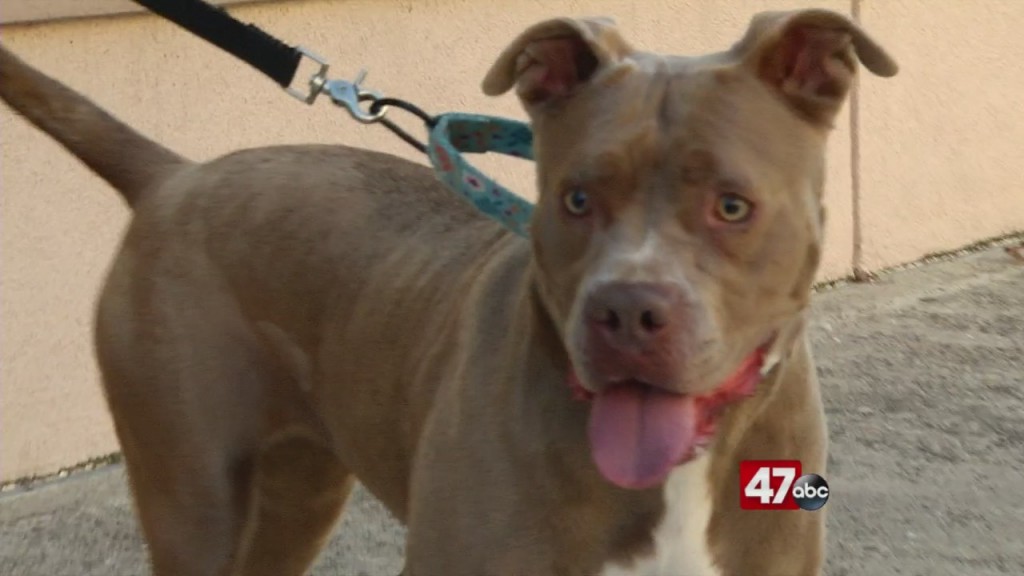 Pets On The Plaza: Meet Jazzy