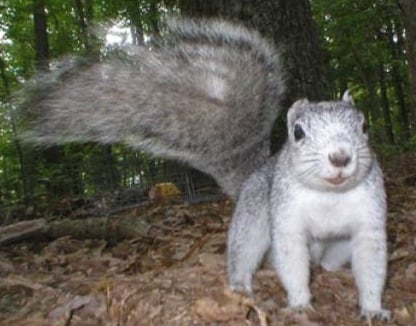 Delmarva Fox Squirrel Face On
