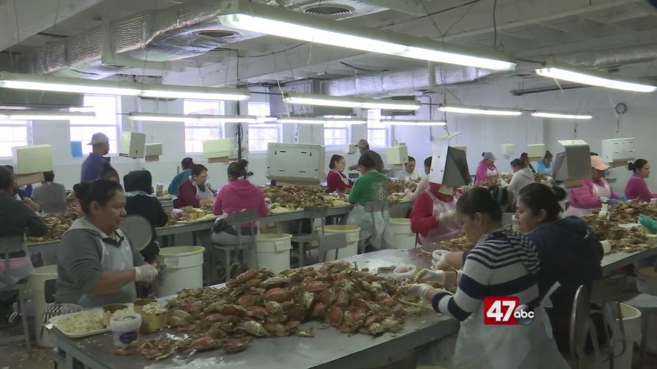 Hooper's Island crab houses call for change to H2B Visa Program after 1