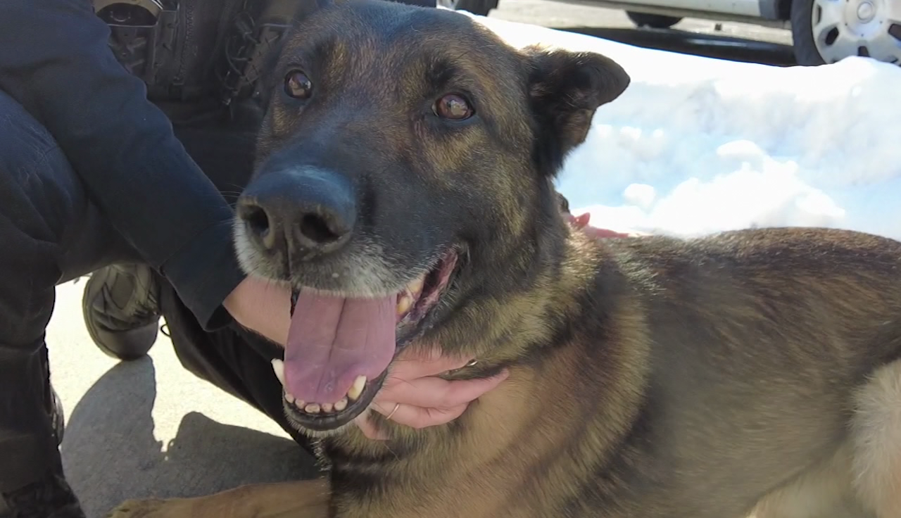 New legislation could better protect Md. K9s injured in the line of ...