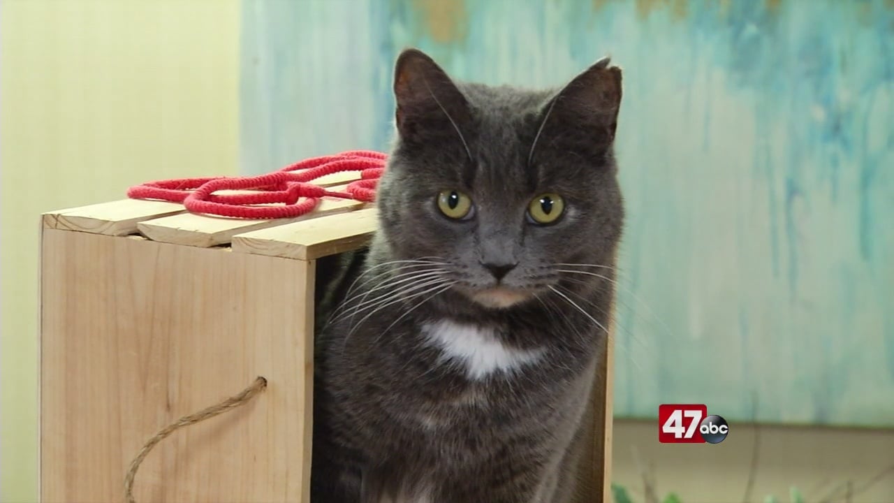 Pets on the Plaza: Meet Ellis - 47abc