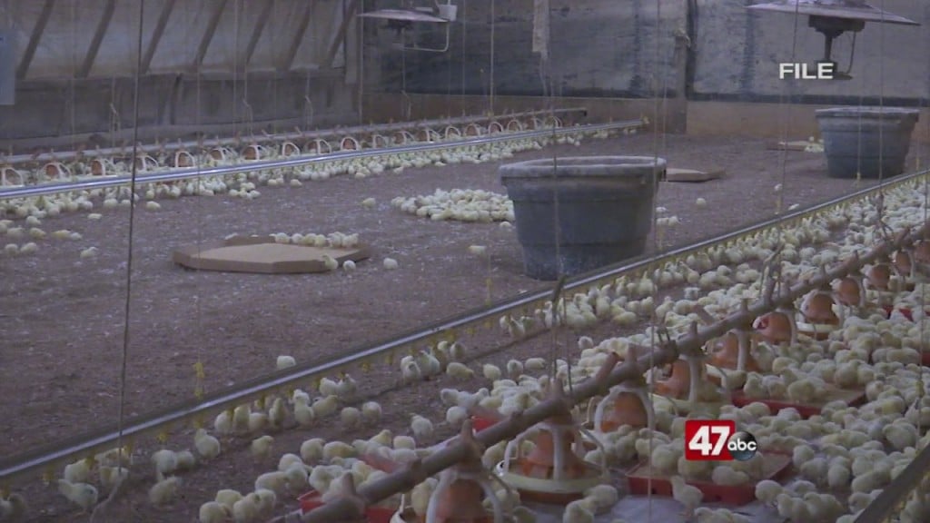 Farms Preventing Avian Flu