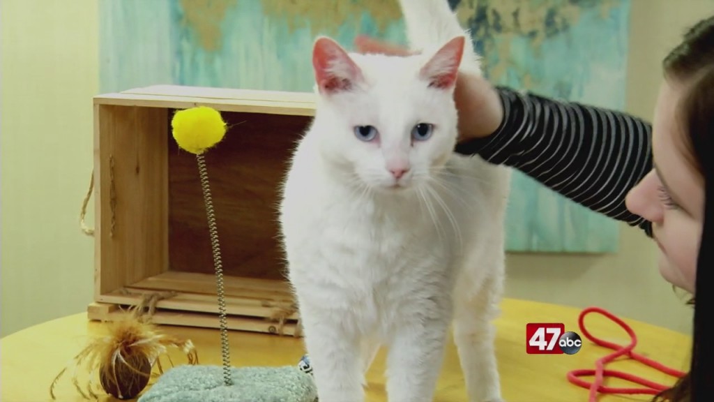 Pets On The Plaza: Meet Twinkle