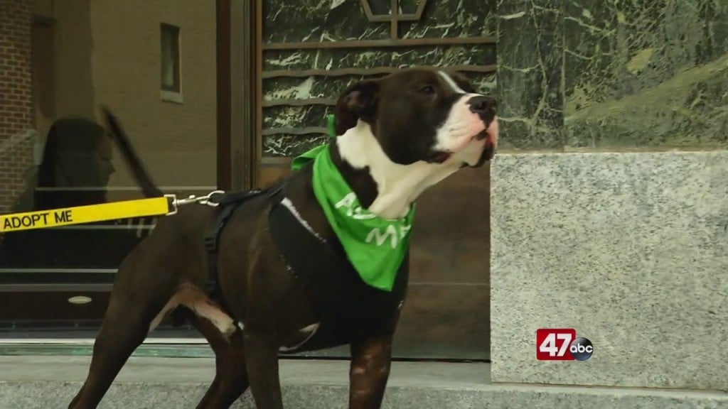 Pets On The Plaza: Meet Charlie Brown