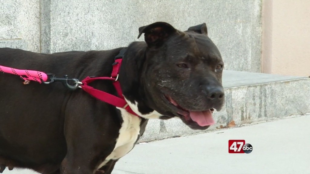 Pets On The Plaza: Meet Mary Jane