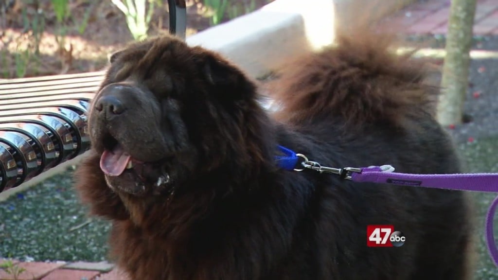 Pets On The Plaza: Meet Fetty