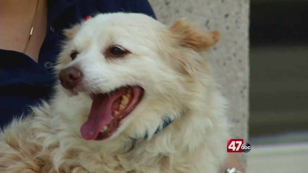 Pets On The Plaza: Meet Ms. Winter