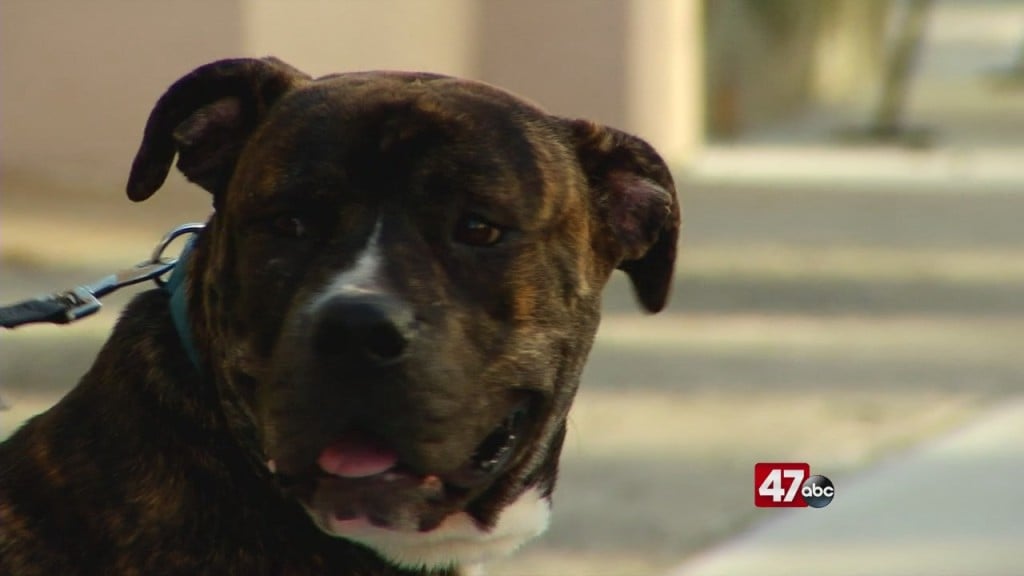 Pets On The Plaza: Meet Lincoln