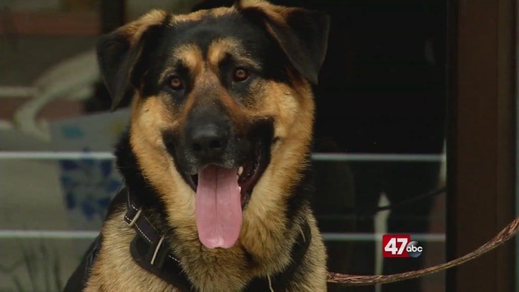 Pets On The Plaza: Ace