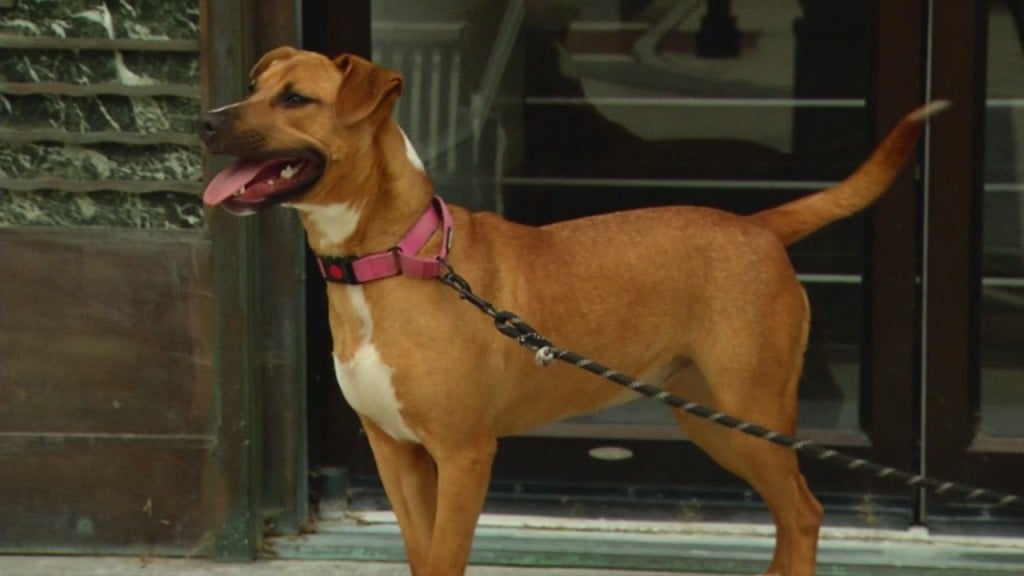 Pets On The Plaza: Meet Fanny