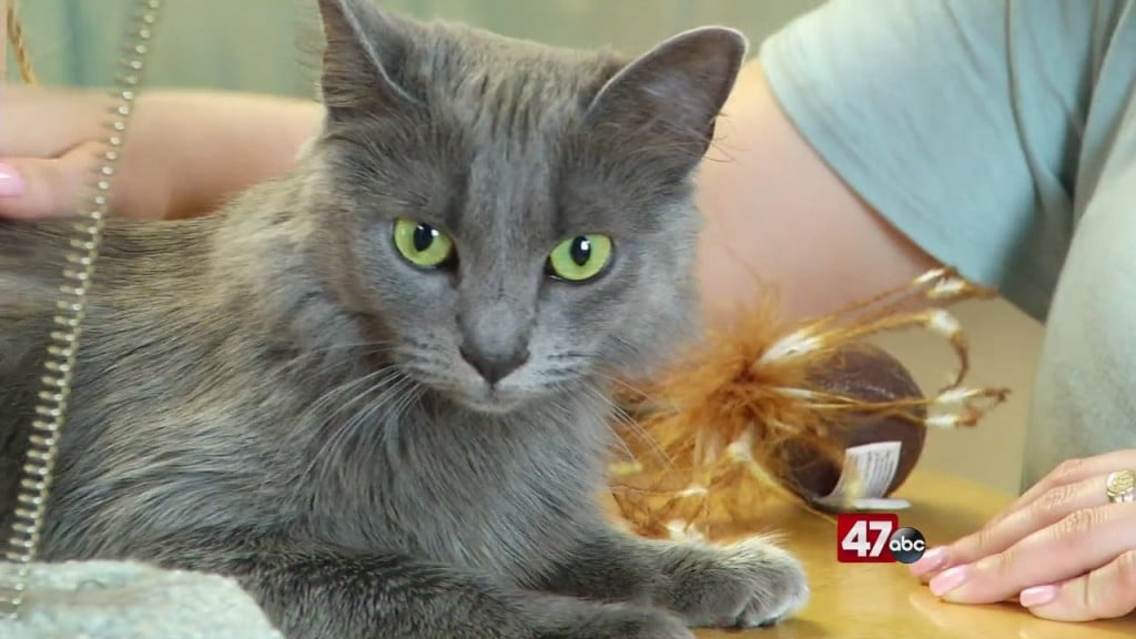 Pets On The Plaza: Meet Clover