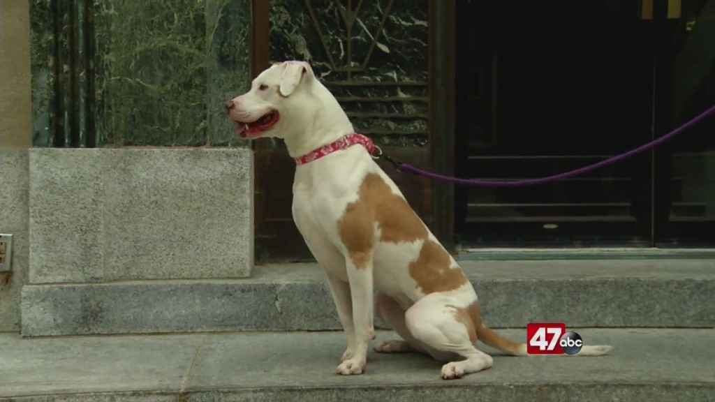 Pets On The Plaza: Meet Harlowe