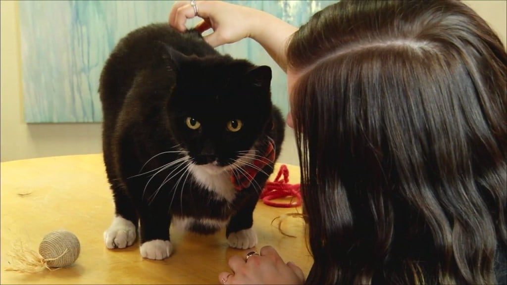 Pets On The Plaza: Meet Oreo