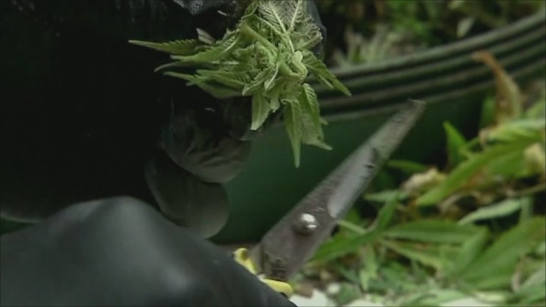 Pro Legal Marijuana Rally