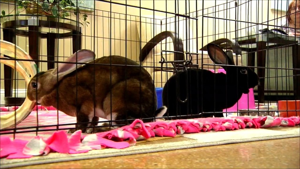 Pet's On The Plaza: Meet Toast And Toothless