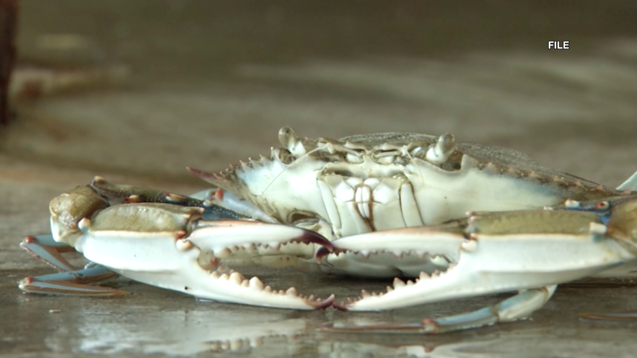 New Maryland crab regulations are in place to maintain crab abundance