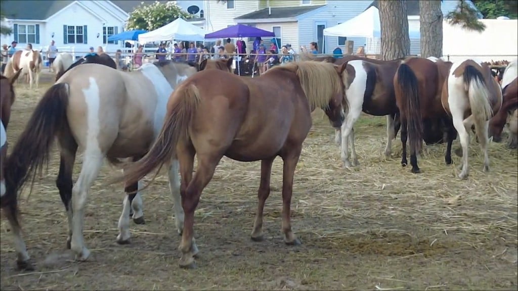 Pony Auction
