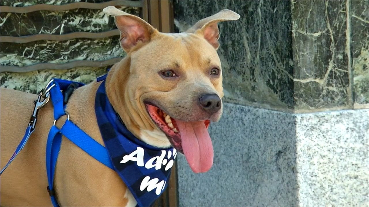 Pets on the Plaza Meet Hollister 47abc