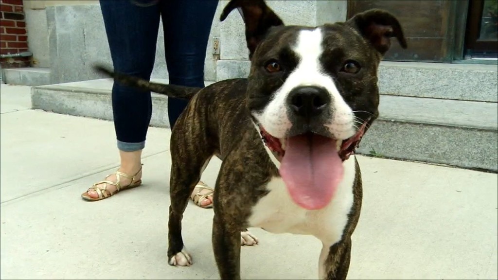 Pets On The Plaza: Meet River
