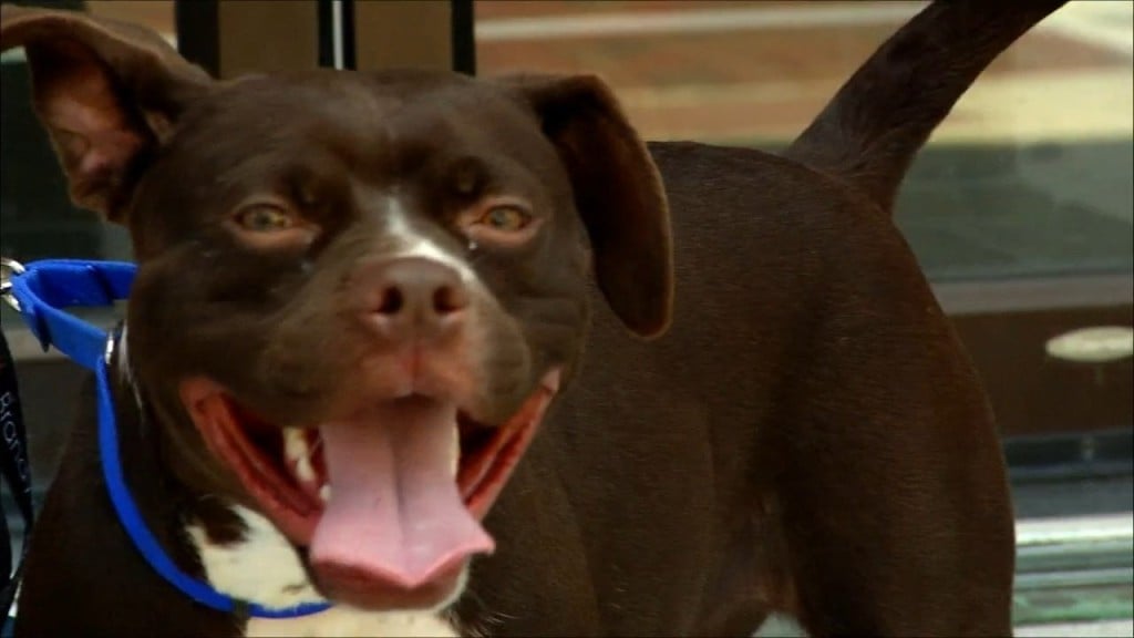 Pets On The Plaza: Meet Dove