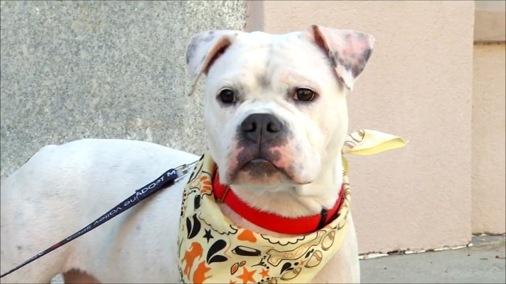 Pets Of The Plaza: Meet Jacqueline