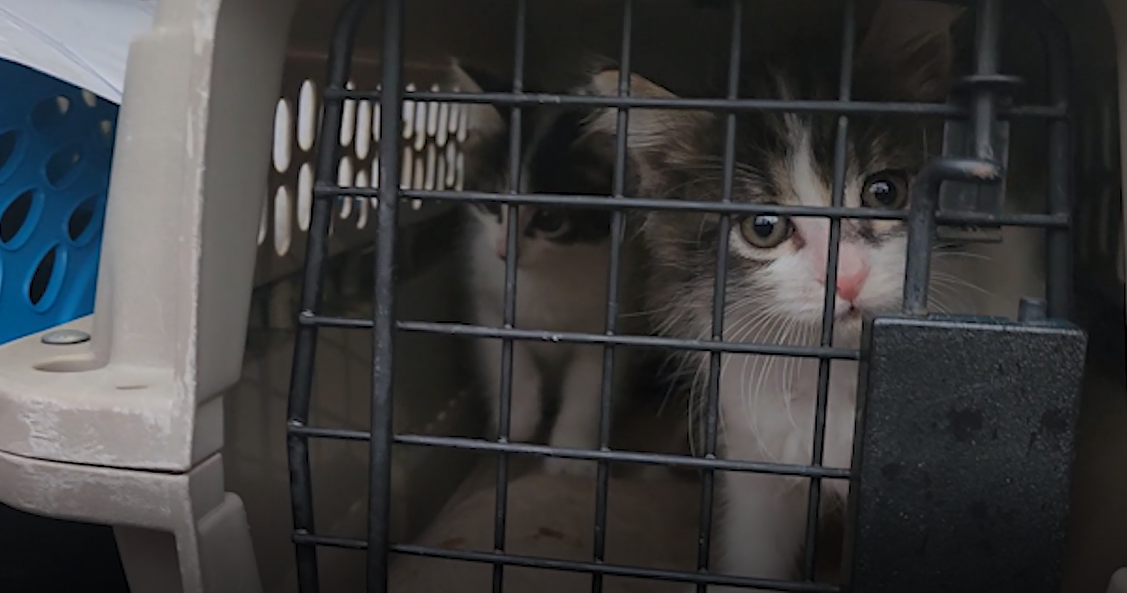 66 dogs and cats airlifted to Delaware from Florida now up for adoption ...