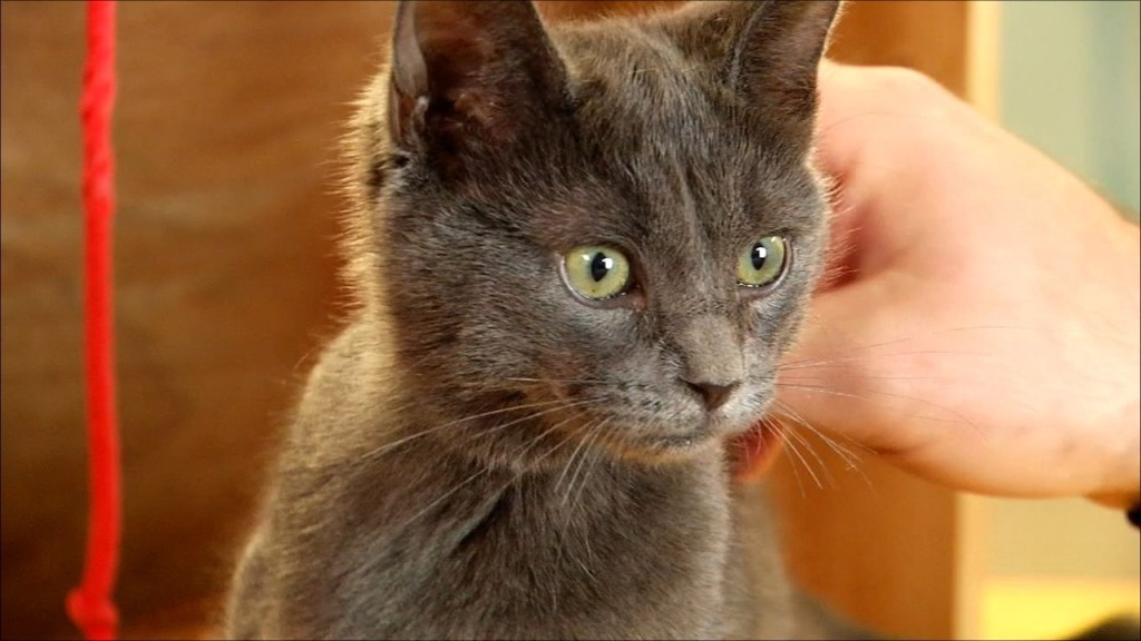 Pets On The Plaza: Meet Storm