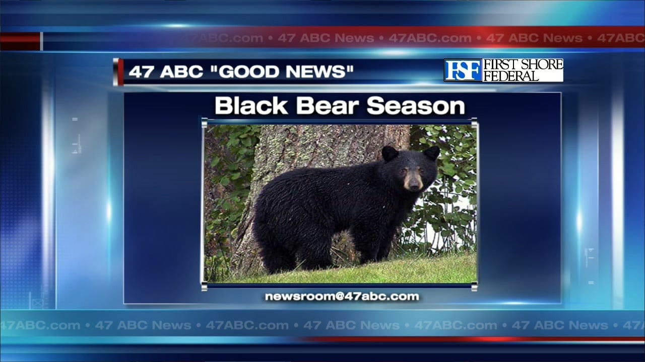 Black Bear seasons begins in Maryland 47abc