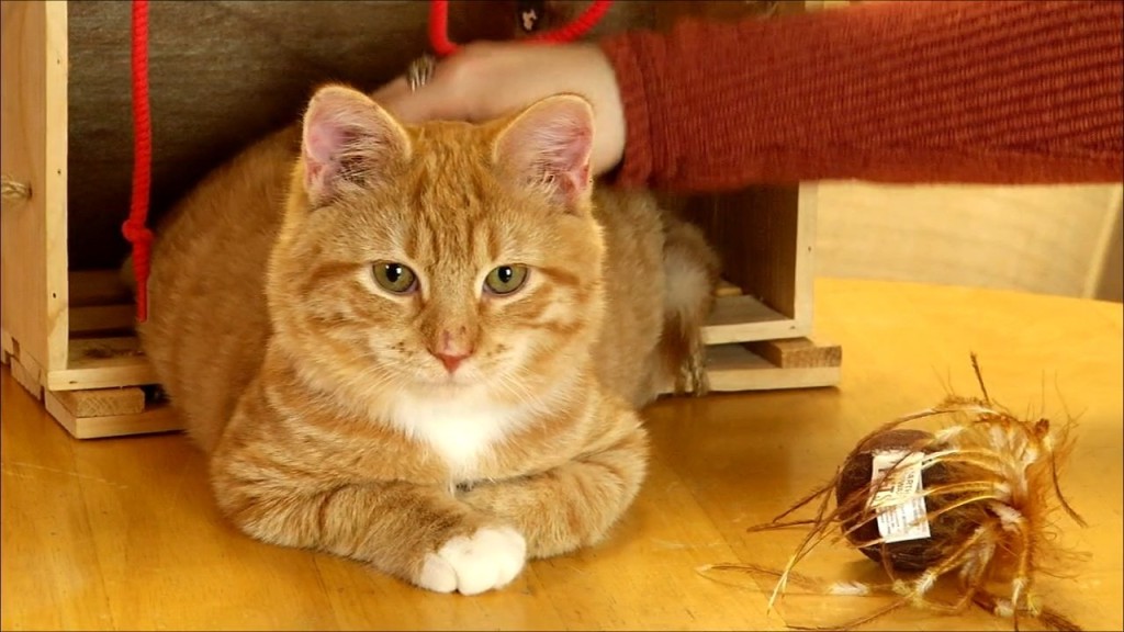 Pets On The Plaza: Meet Mr. Little