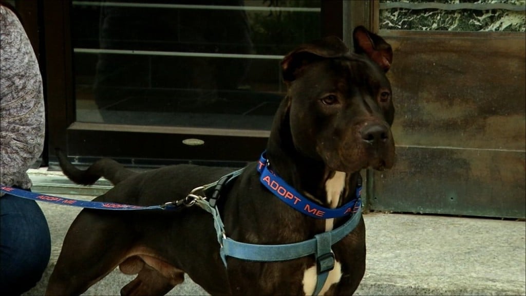 Pets On The Plaza: Meet Drako