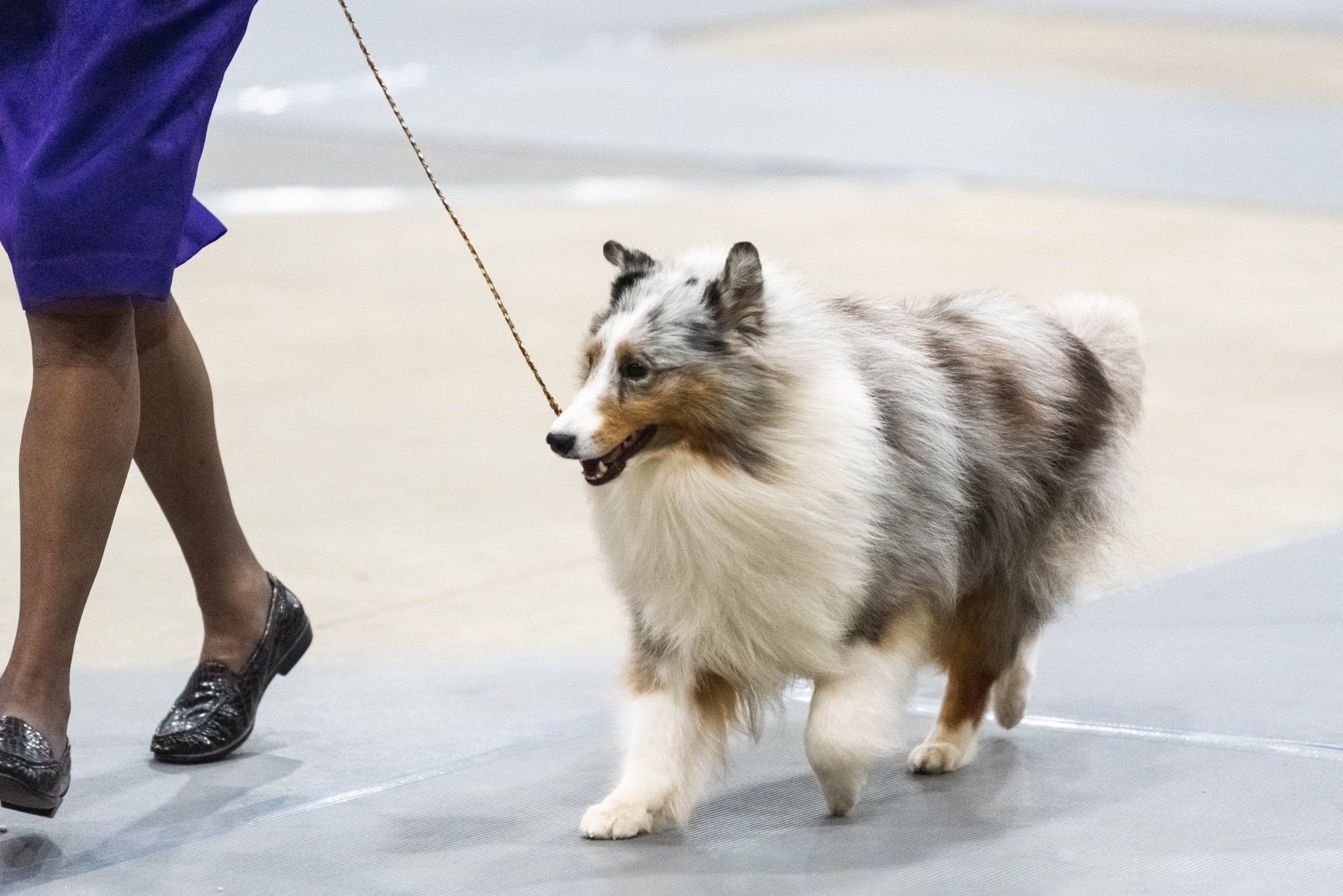 Portion of Glen Avenue to close for Eastern Shore Classic Dog Shows 47abc