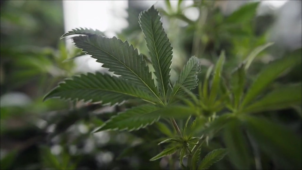 Md Marijuana 11.9.22