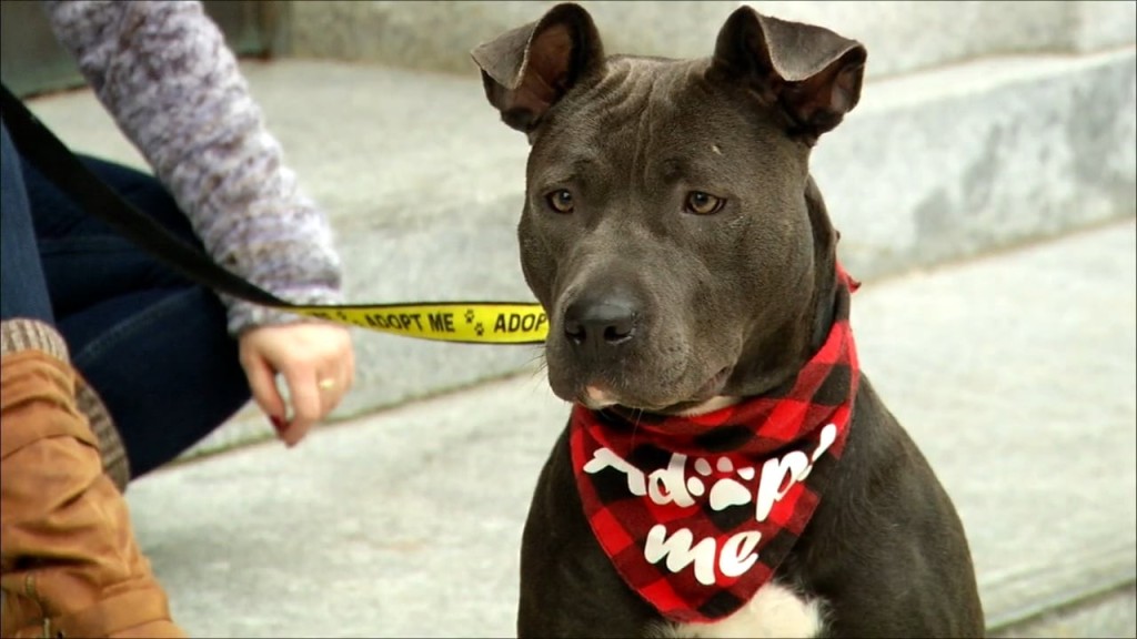 Pets On The Plaza: Meet Lola