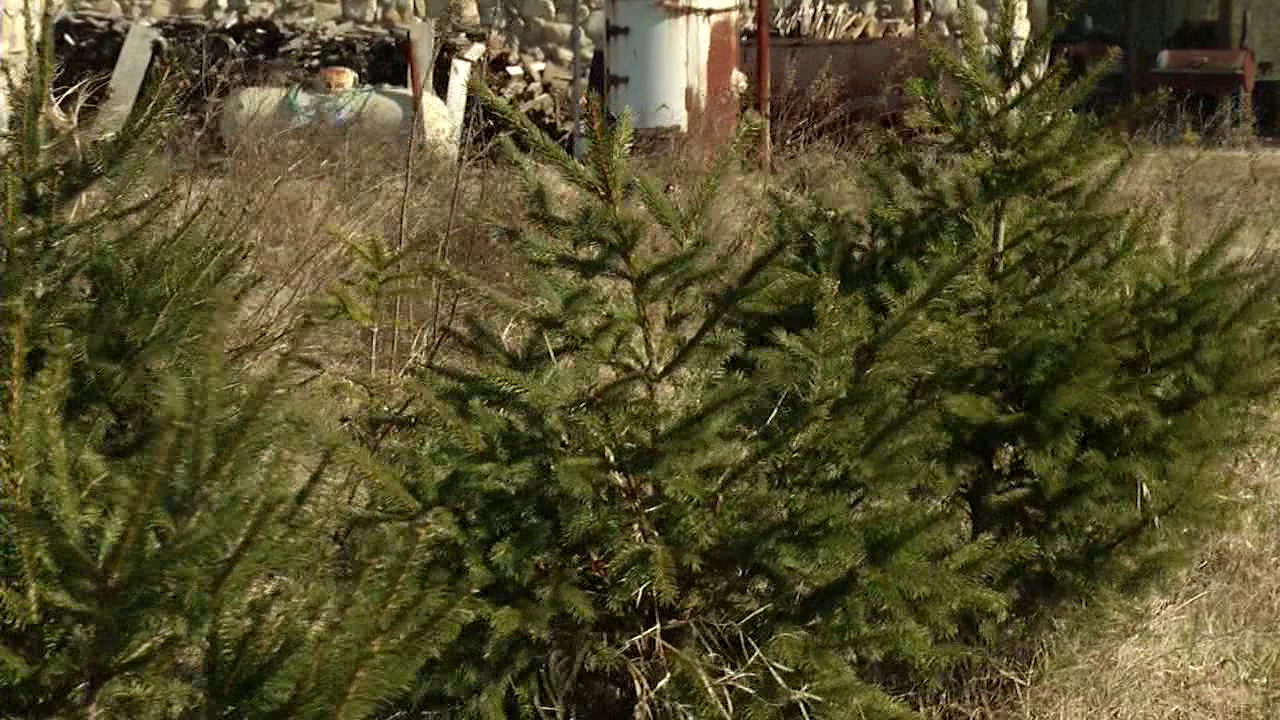 Christmas tree shortages linger ahead of holiday season