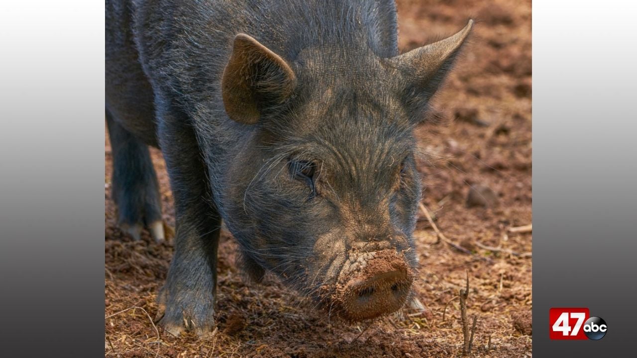 Delaware seeing increase in potbellied pigs running at large – 47abc