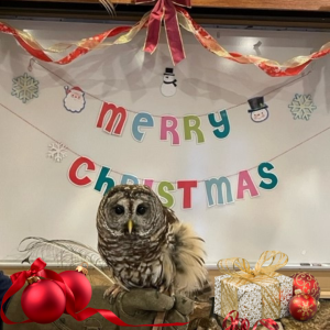 Christmas Owl 300x300