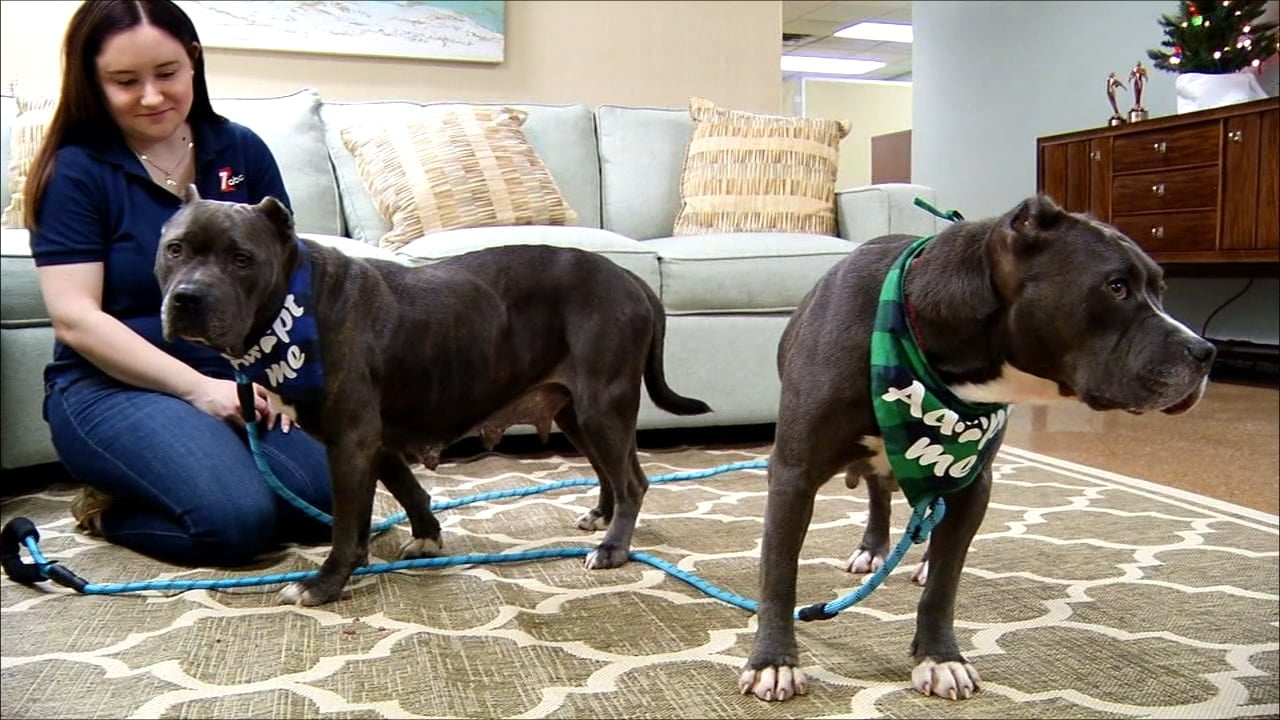 Pets on the Plaza Meet Thena and Sersi 47abc