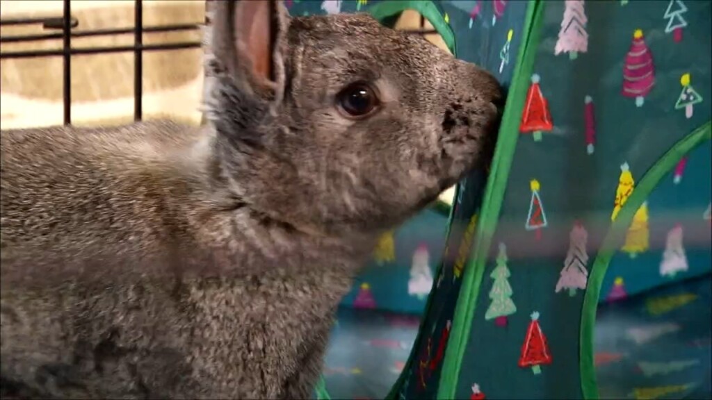 Pets On The Plaza: Meet Blossom