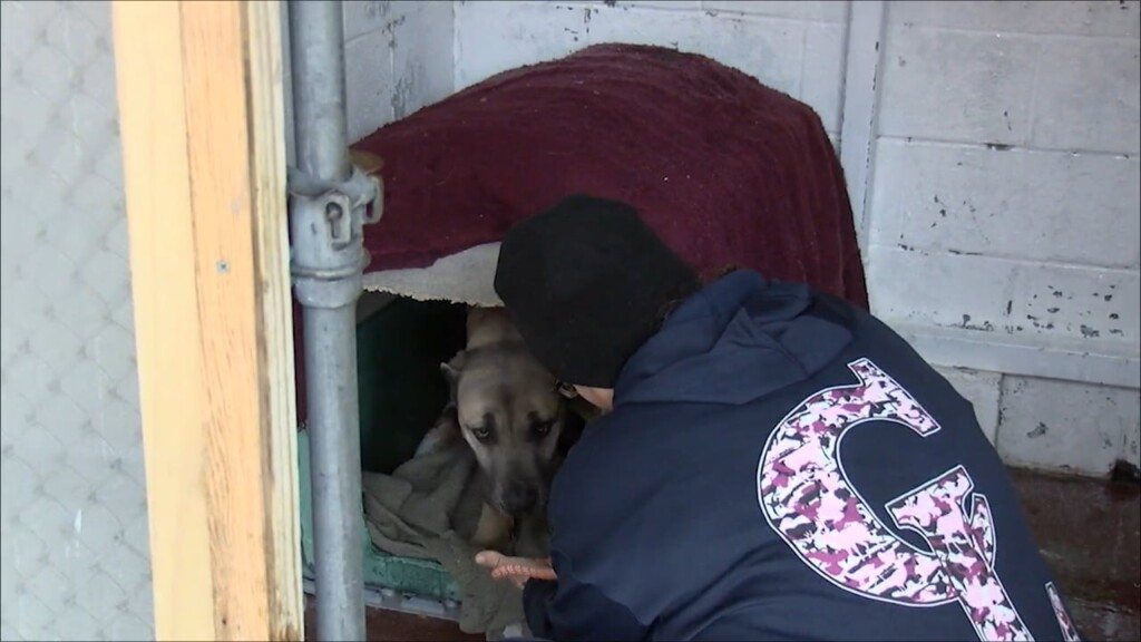 Wintering Kennels