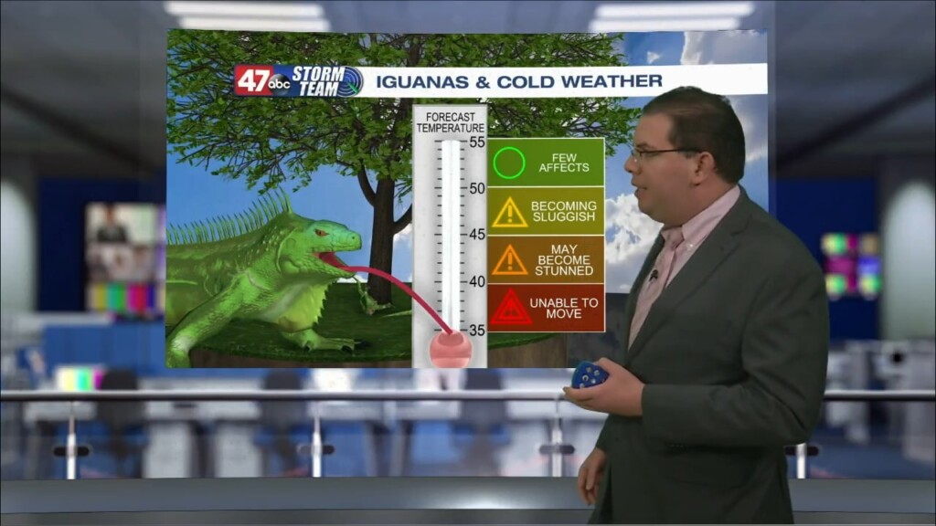 Weather Tidbits: Iguanas & Cold Weather