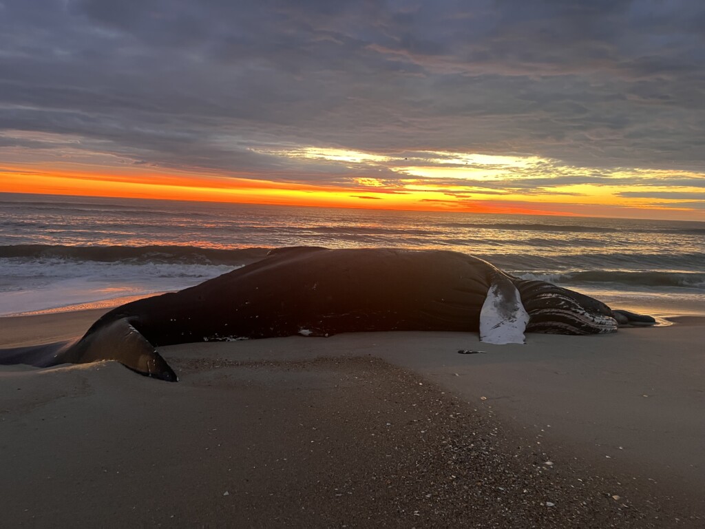 Humpback 1 17 23 Asis