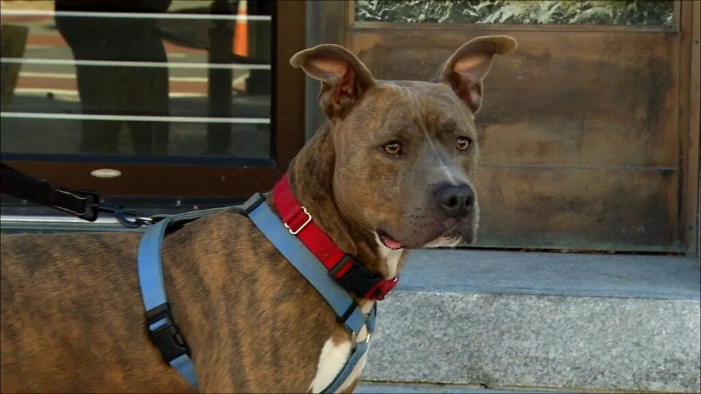 Pets On The Plaza: Meet Parker