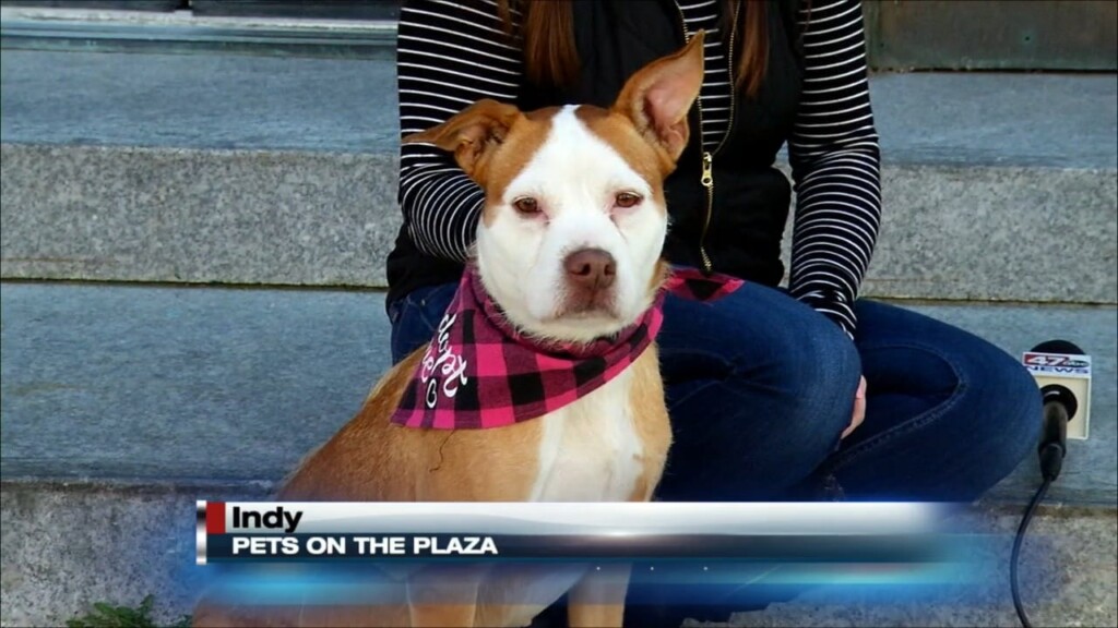 Pets On The Plaza: Meet Indy