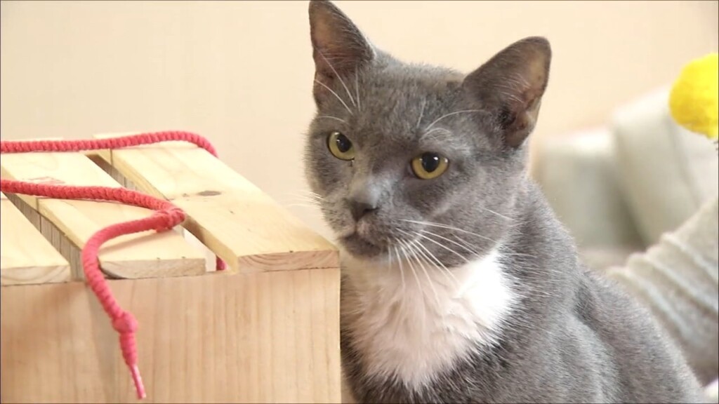 Pets On The Plaza: Meet Mittens