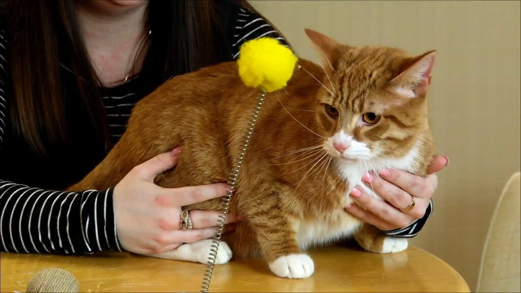 Pets On The Plaza: Meet Sunshine