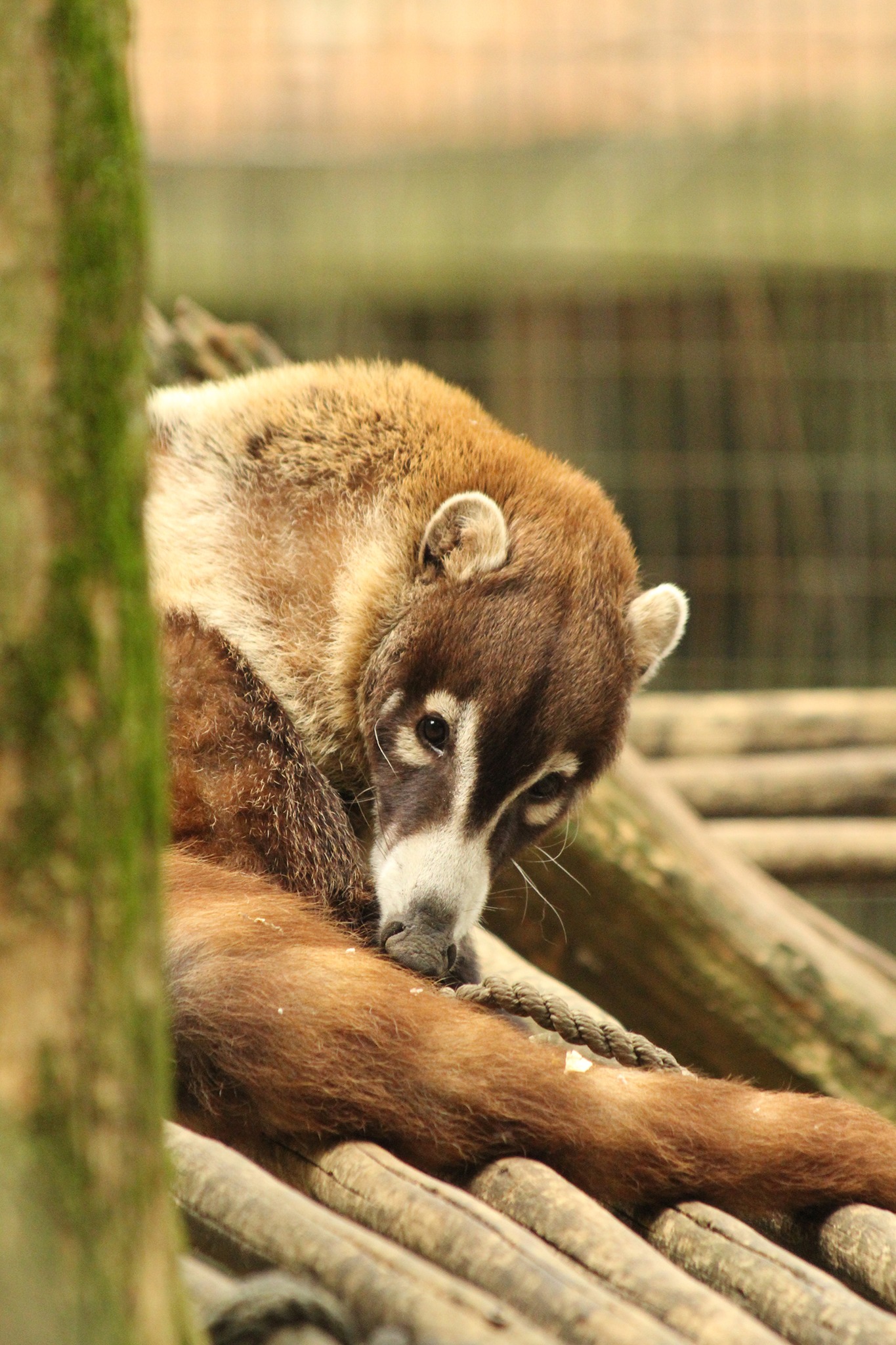 Salisbury Zoo announces death of coati 47abc