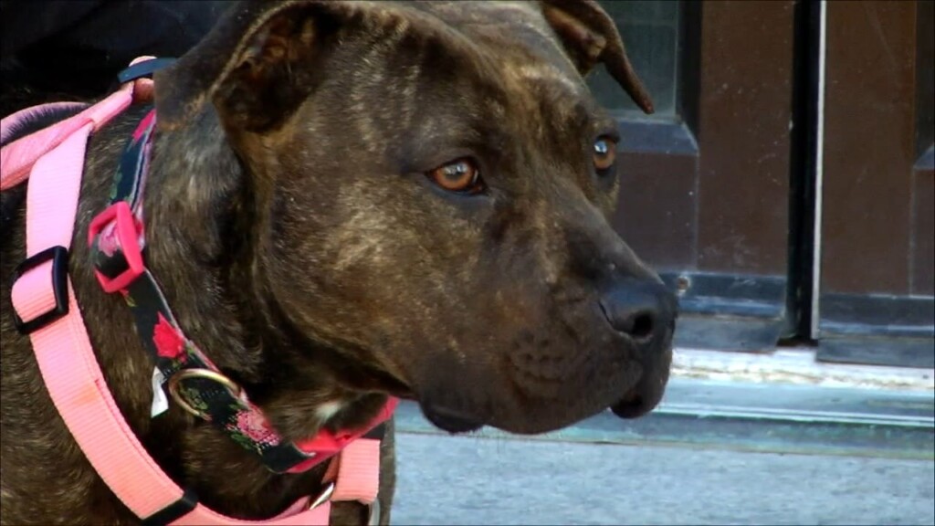 Pets On The Plaza: Meet Sissy