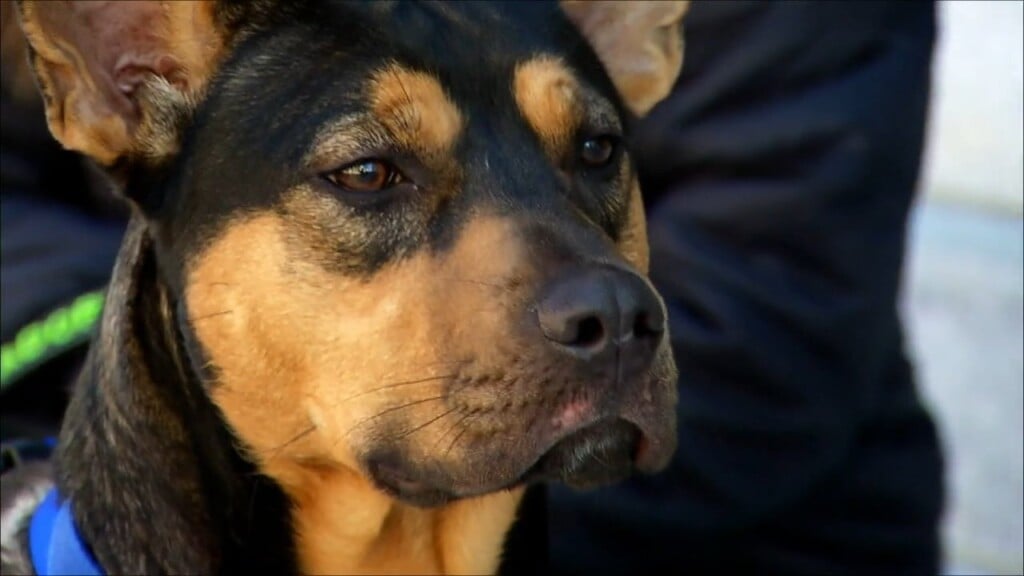 Pets On The Plaza: Meet Meeko